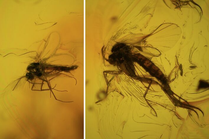 Detailed Fossil Flies (Diptera) In Baltic Amber #81804